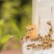 Von Bienen, Honig und eigenen Unternehmen